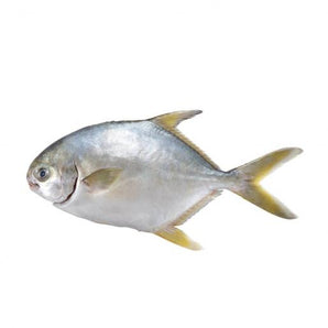 黃立倉（條）