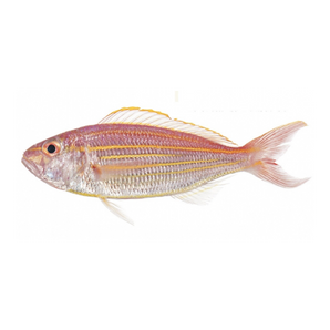 大紅杉魚（斤）