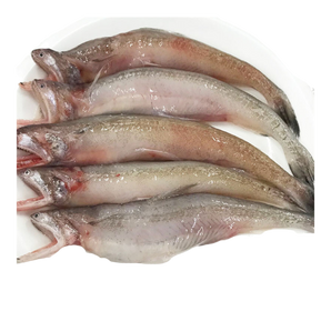 九肚魚（斤）