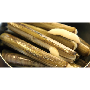 聖子王（斤）