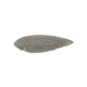 方里魚（斤）