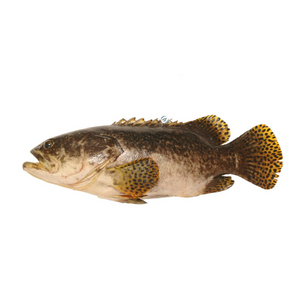 沙巴大龍躉魚 (條)