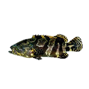 沙巴小龍躉魚(條)