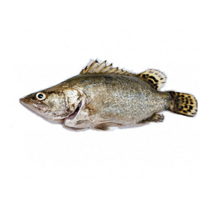 大條桂花魚