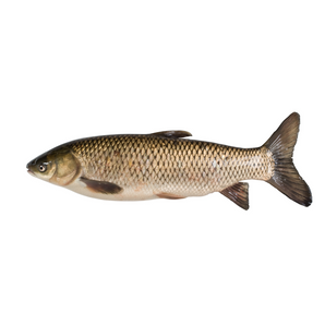 鯇魚腩（斤）